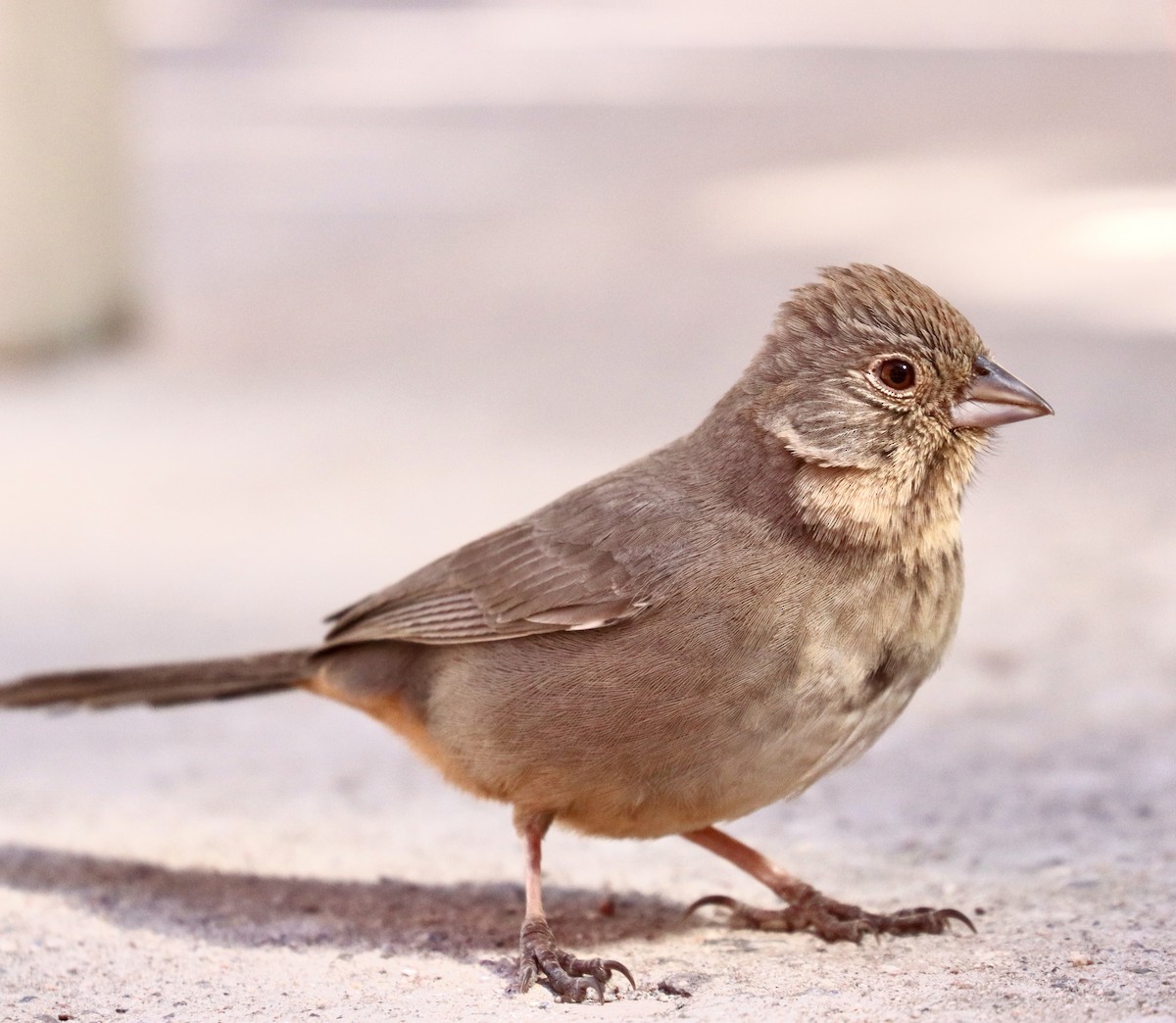 Canyon Towhee - ML305323411