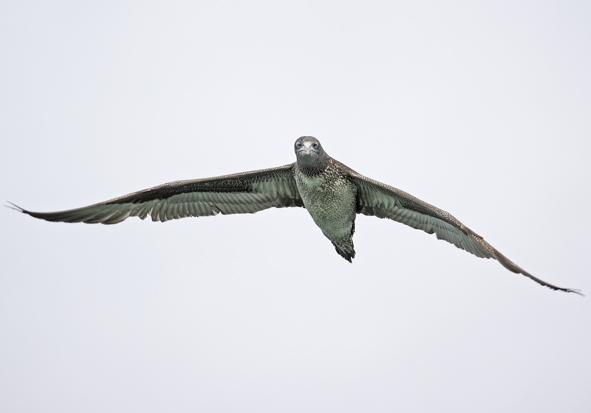 Northern Gannet - Tammy McQuade