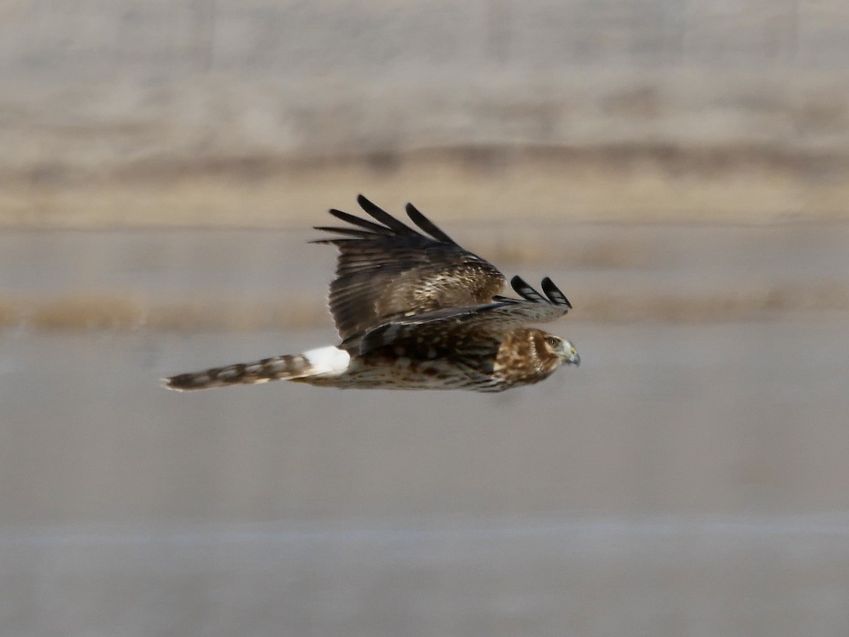 Northern Harrier - ML305324241