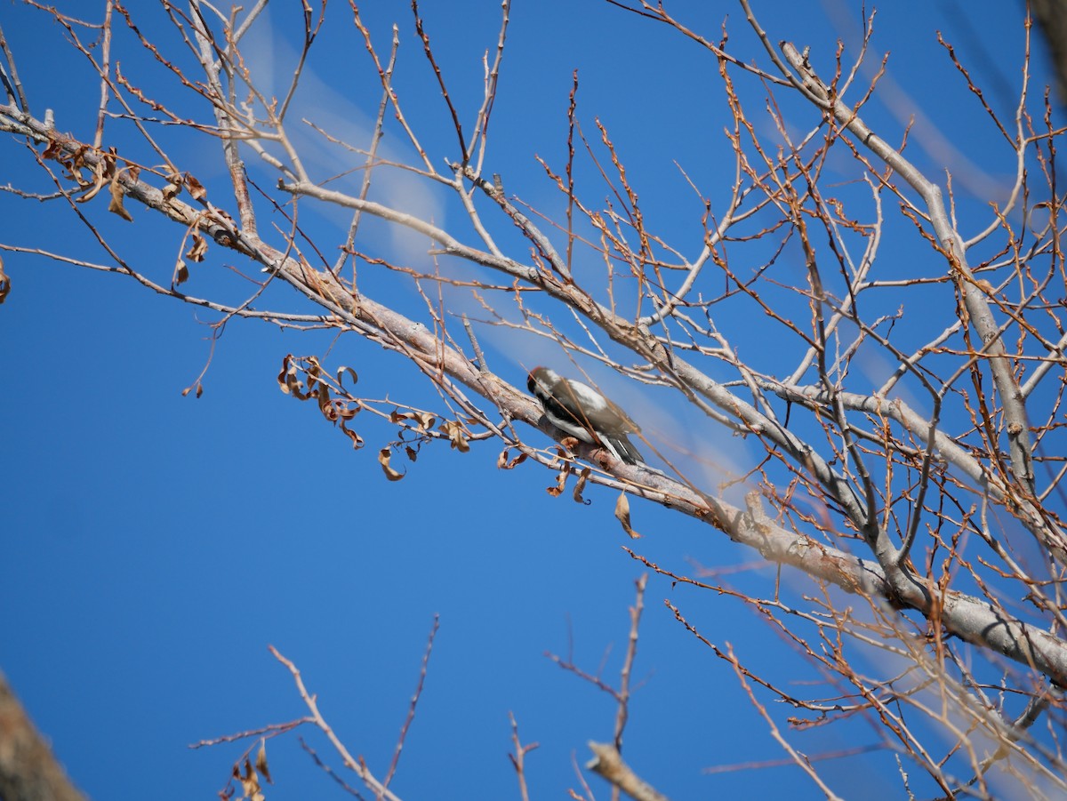 Downy Woodpecker - ML305326181