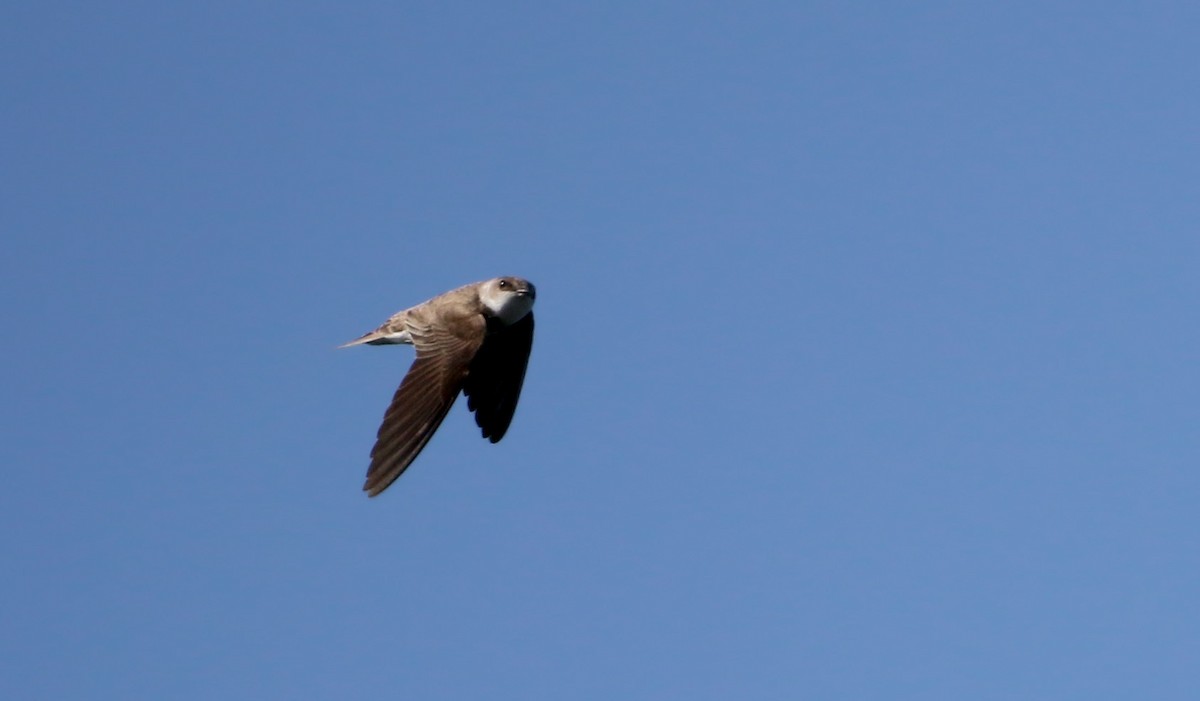 Bank Swallow - ML30532631