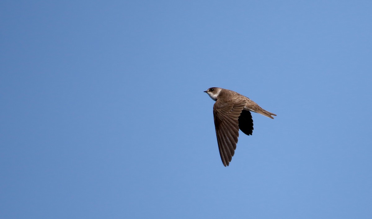 Bank Swallow - Jay McGowan