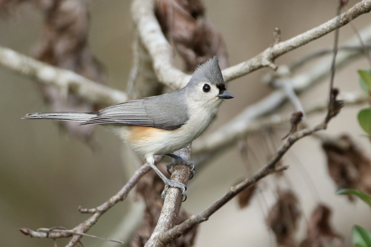 Tufted Titmouse - ML305329001