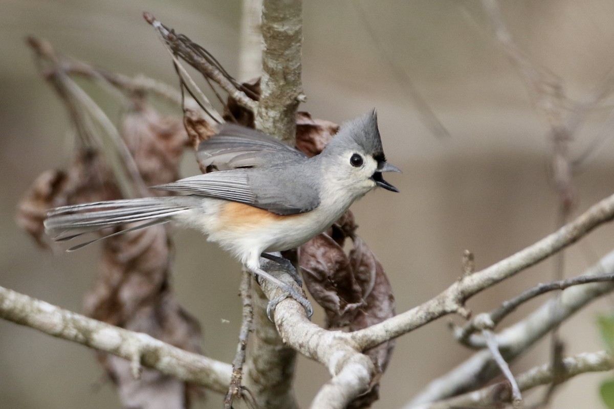 Tufted Titmouse - ML305329021