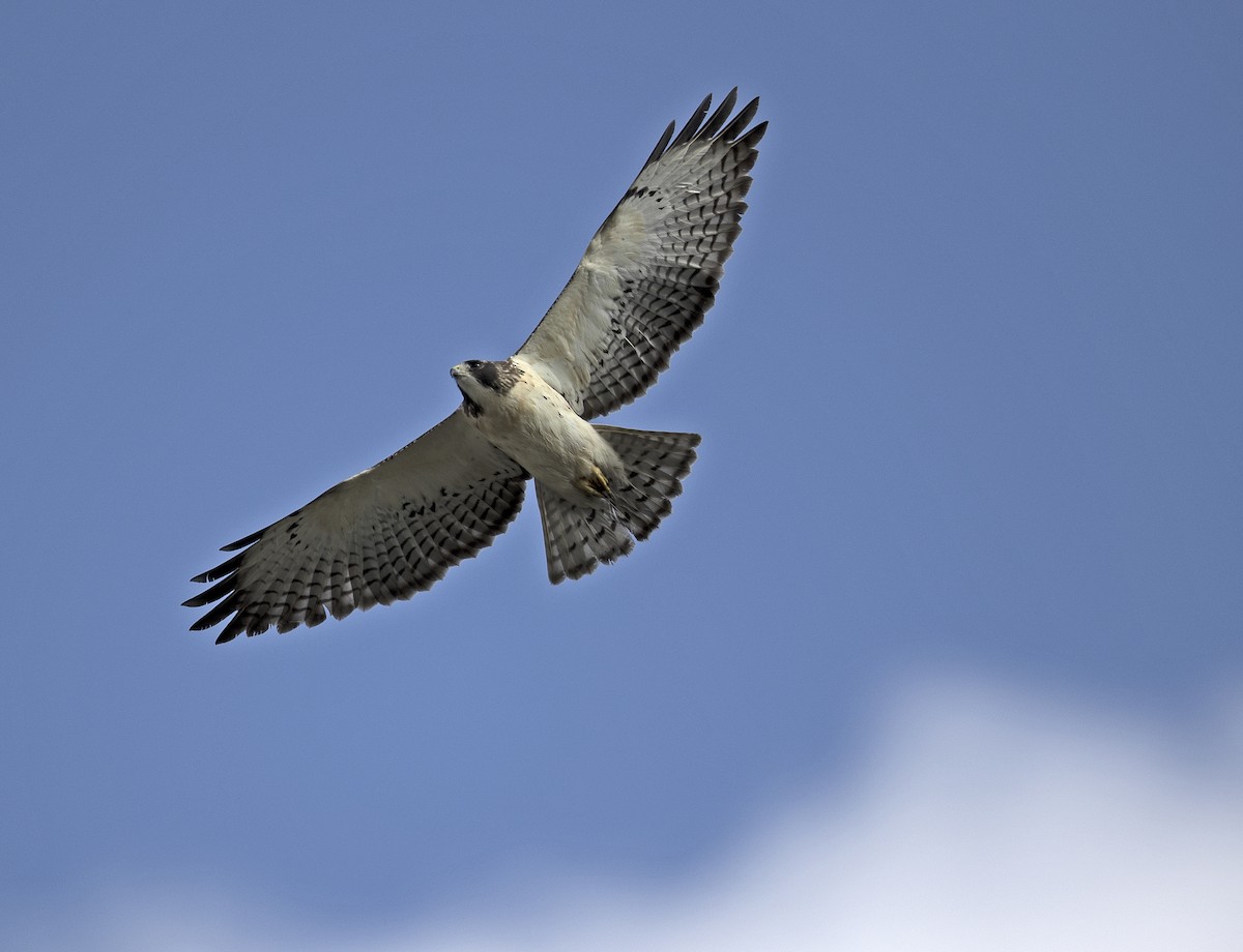 Short-tailed Hawk - Tammy McQuade