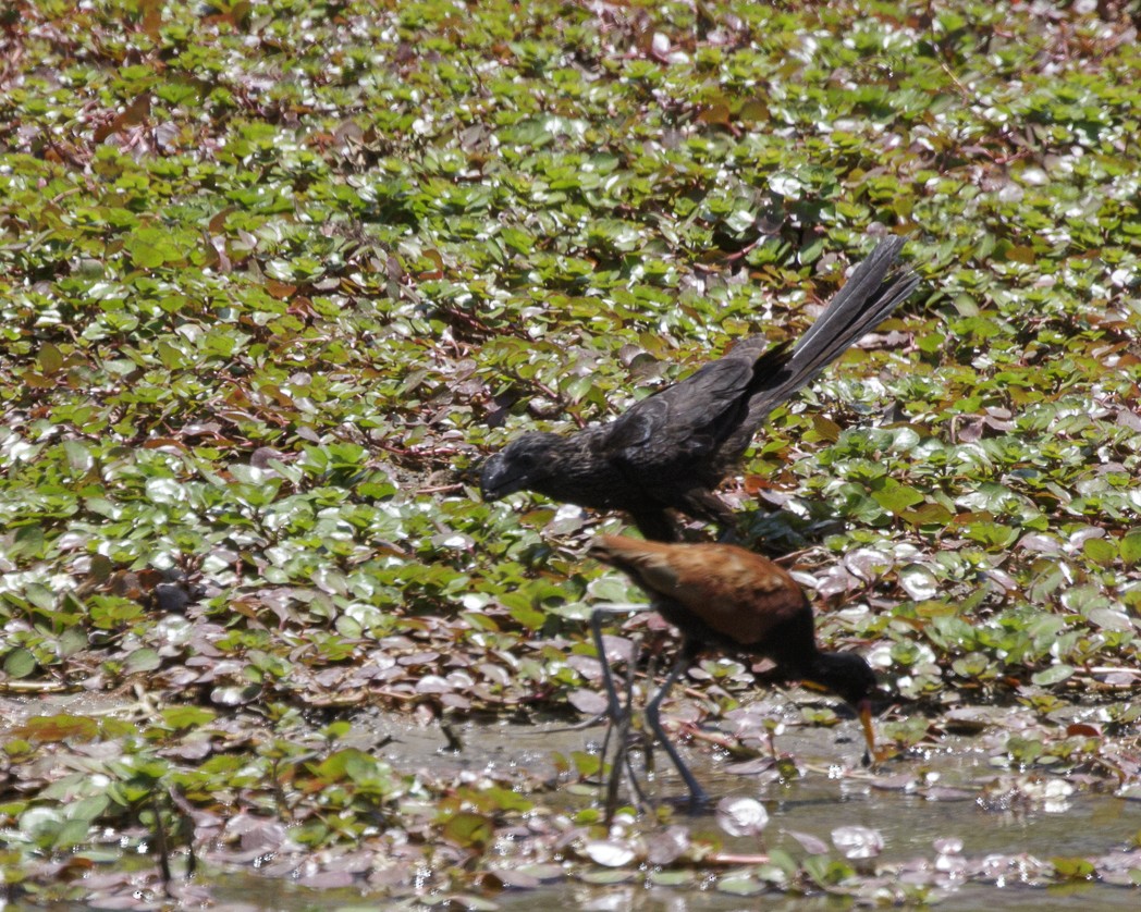 Smooth-billed Ani - ML305330831