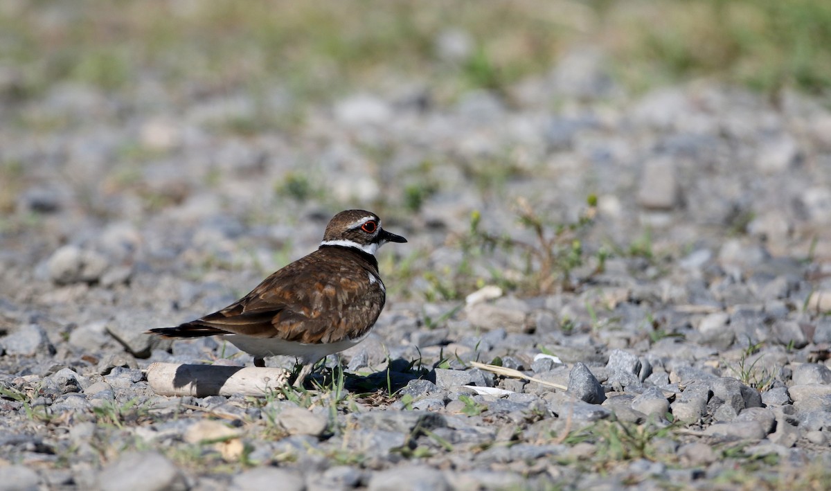 Killdeer - Jay McGowan