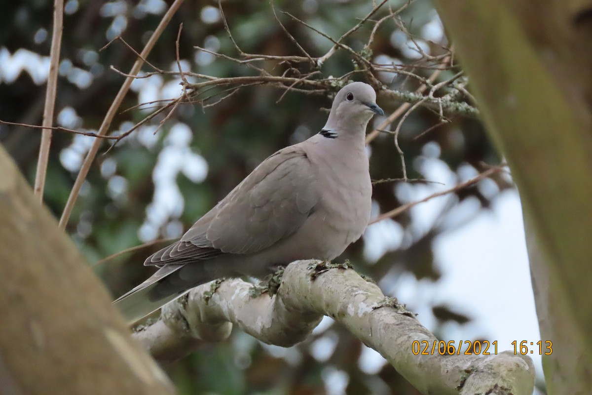 Eurasian Collared-Dove - ML305331511