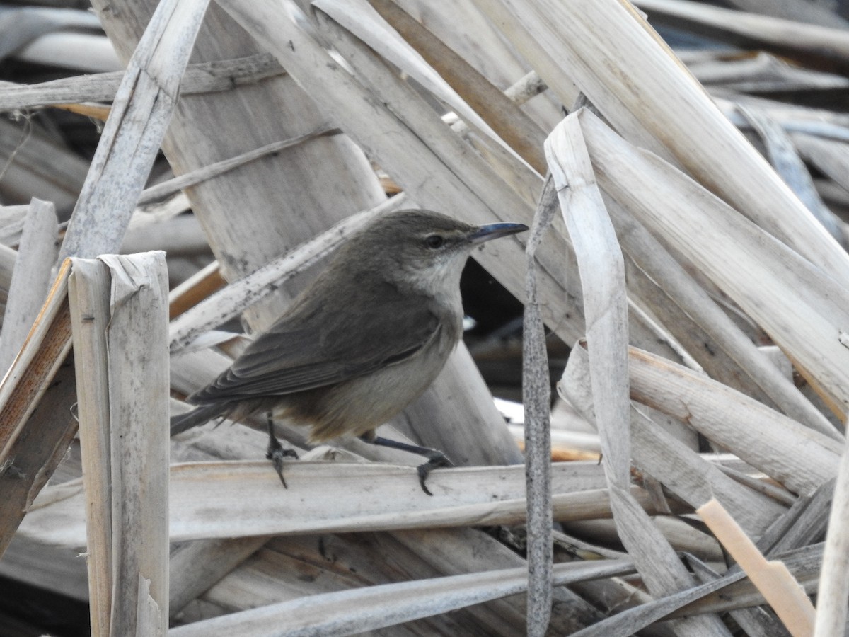 Clamorous Reed Warbler - ML305332211