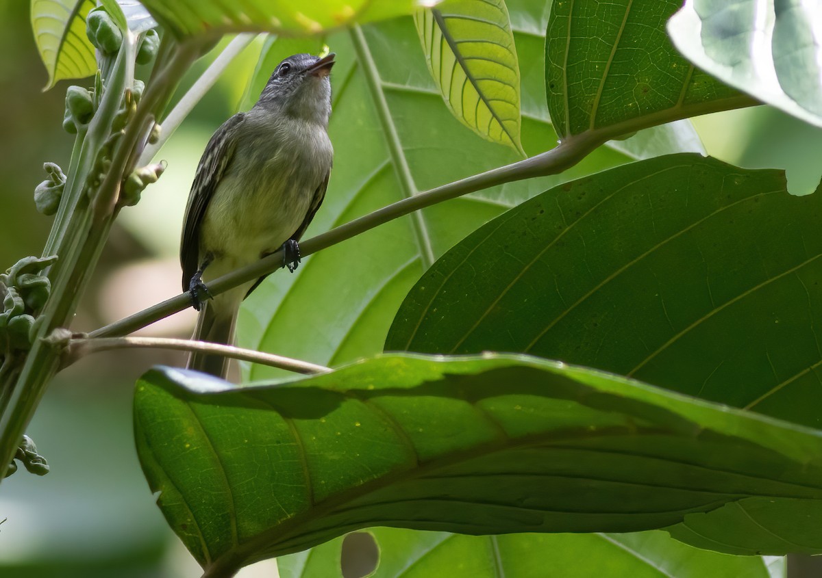 Yellow-olive Flatbill (asemus) - ML305332251