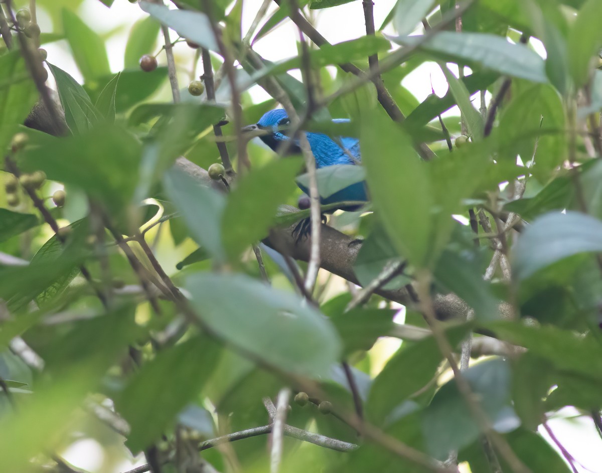 Blue Cotinga - ML305332411