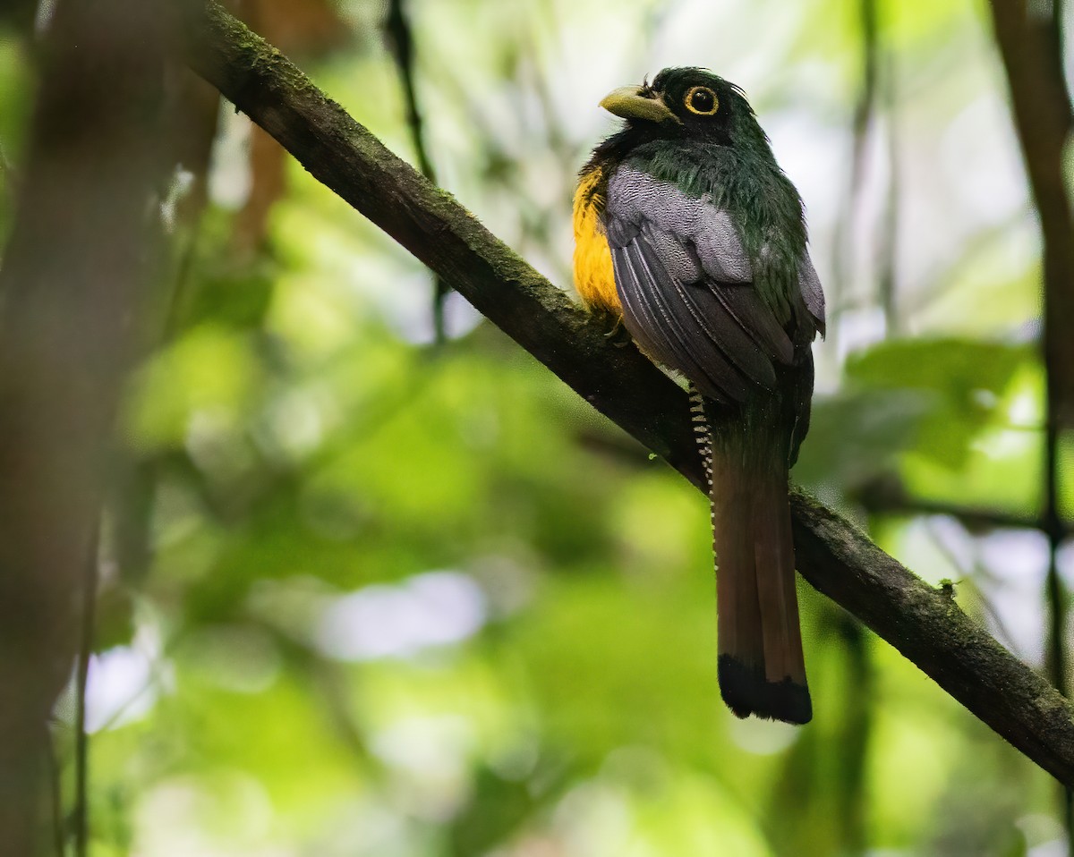 Gartered Trogon - ML305333541