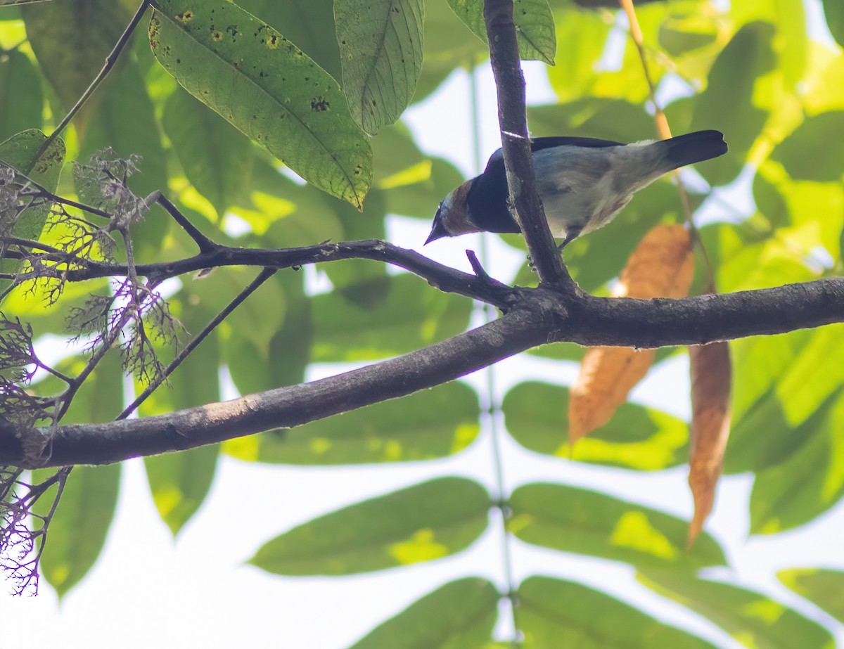 Golden-hooded Tanager - ML305333661