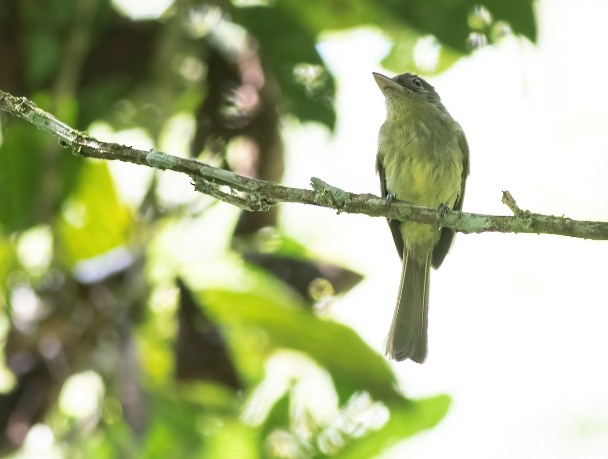 Western Olivaceous Flatbill - ML305334551