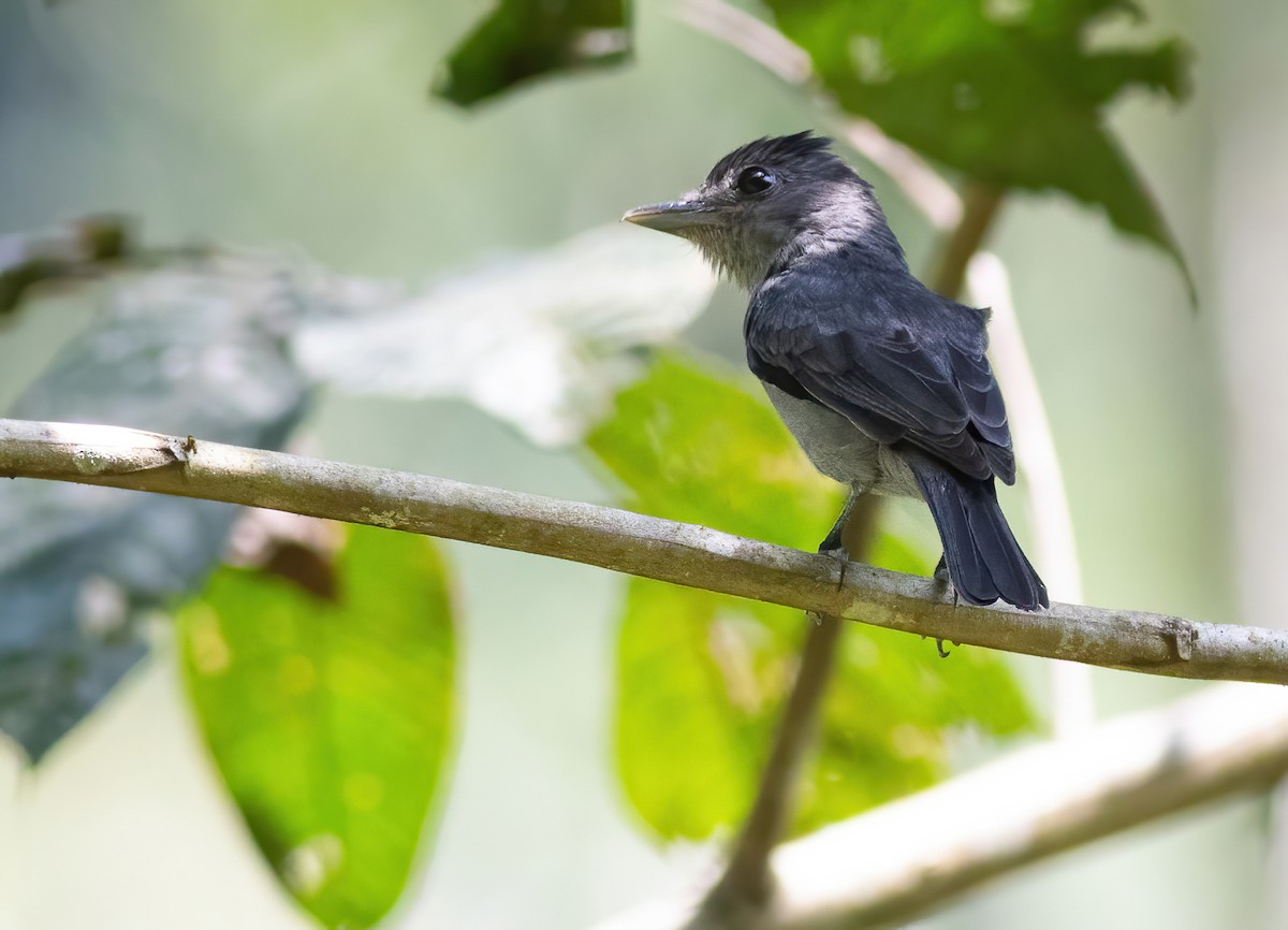 One-colored Becard - Joachim Bertrands