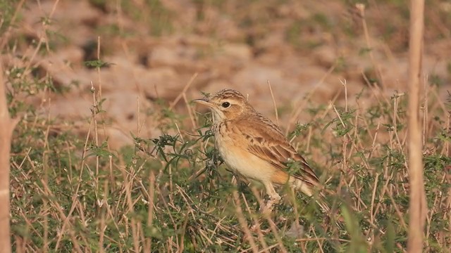 Paddyfield Pipit - ML305334901