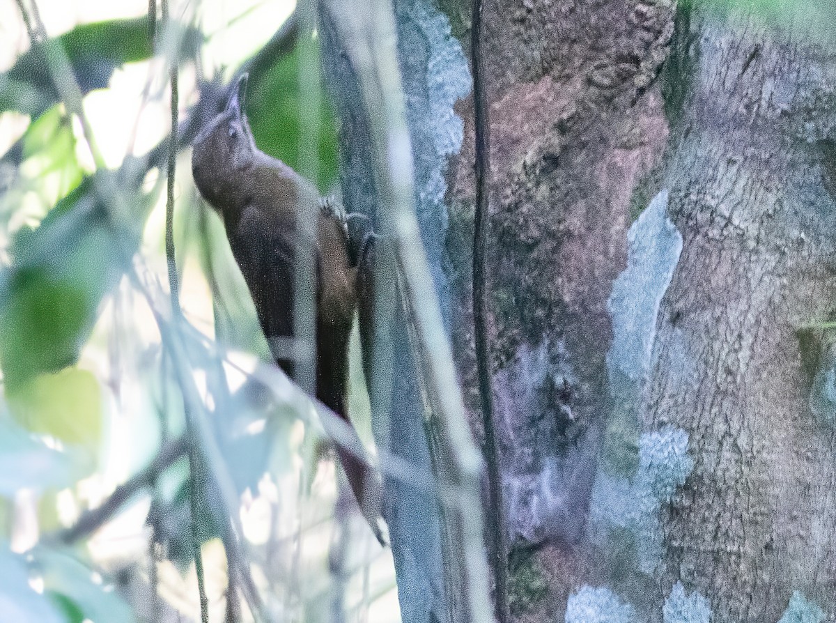 Plain-brown Woodcreeper - Joachim Bertrands