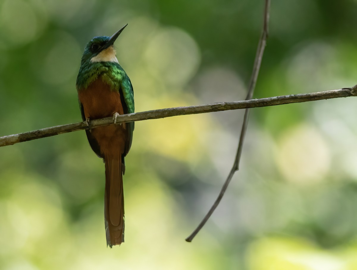 Rufous-tailed Jacamar (Rufous-tailed) - ML305335301