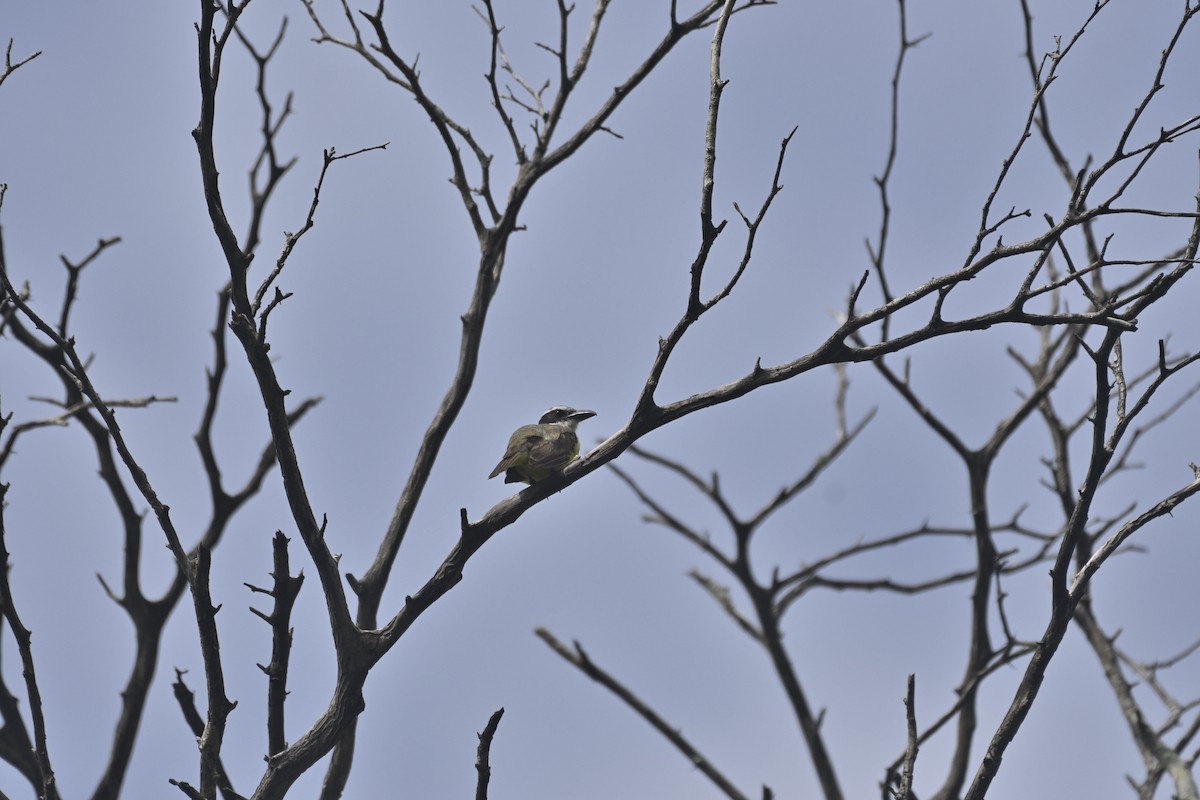 Boat-billed Flycatcher - ML305335411