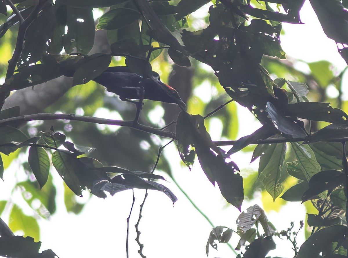 Scarlet-browed Tanager - ML305335481