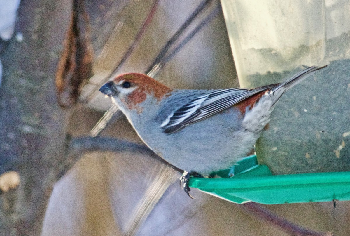 Pine Grosbeak - ML305336031