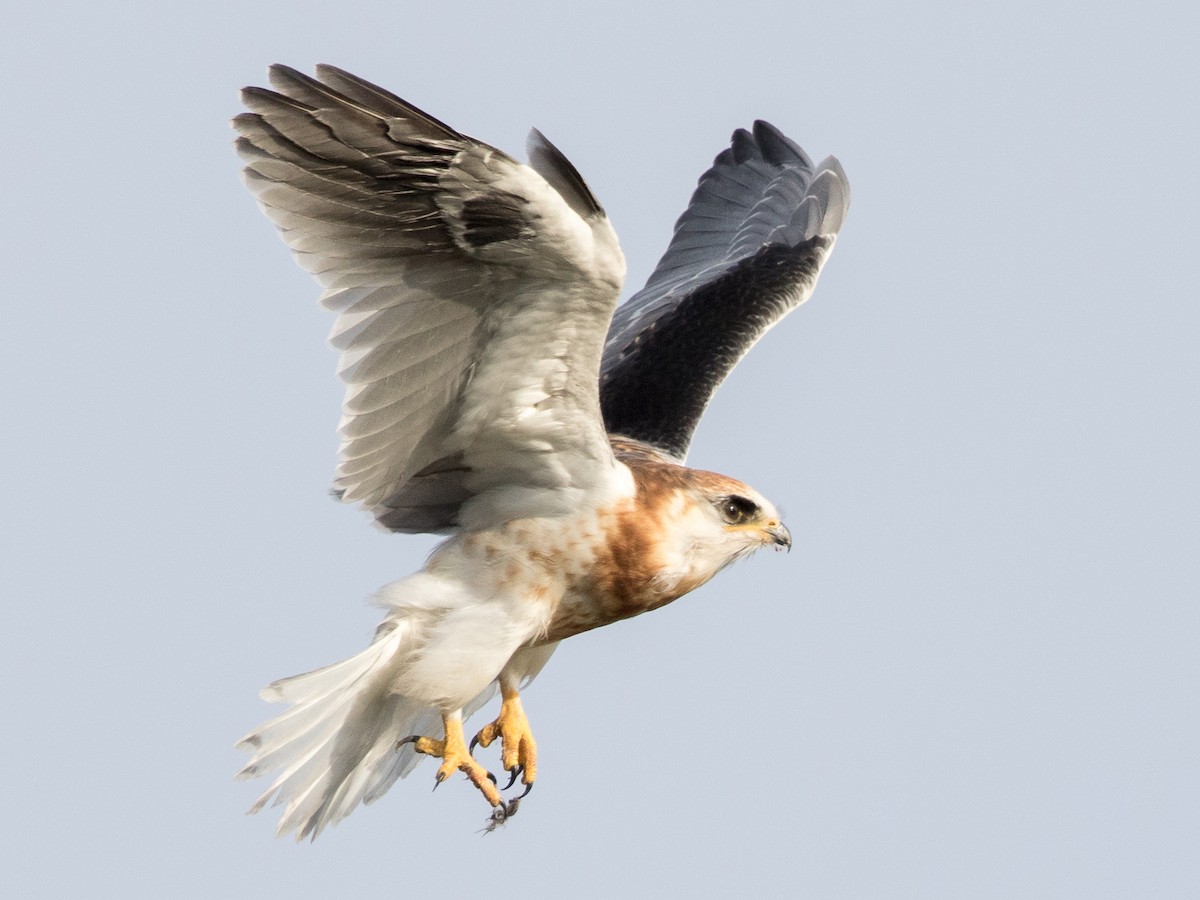 Juvenile