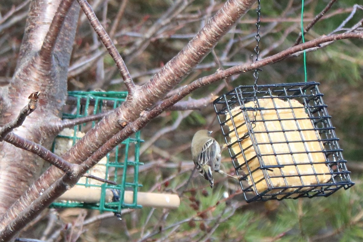 Pine Warbler - Fred & Colleen Wood