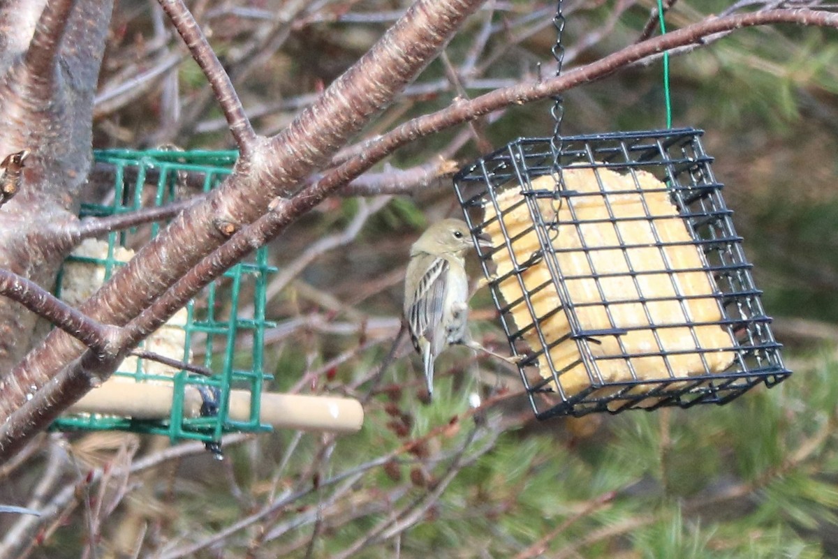 Pine Warbler - Fred & Colleen Wood