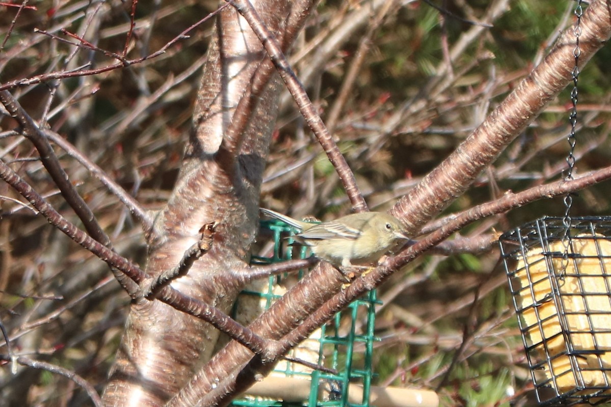 Pine Warbler - Fred & Colleen Wood