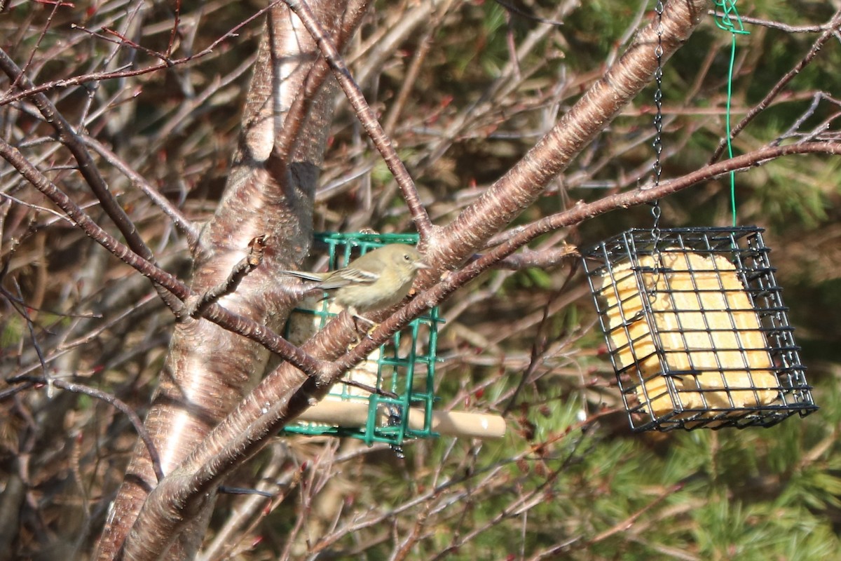 Pine Warbler - Fred & Colleen Wood