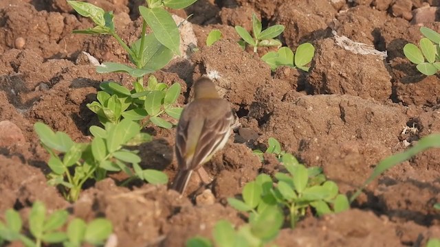 Western Yellow Wagtail - ML305339671