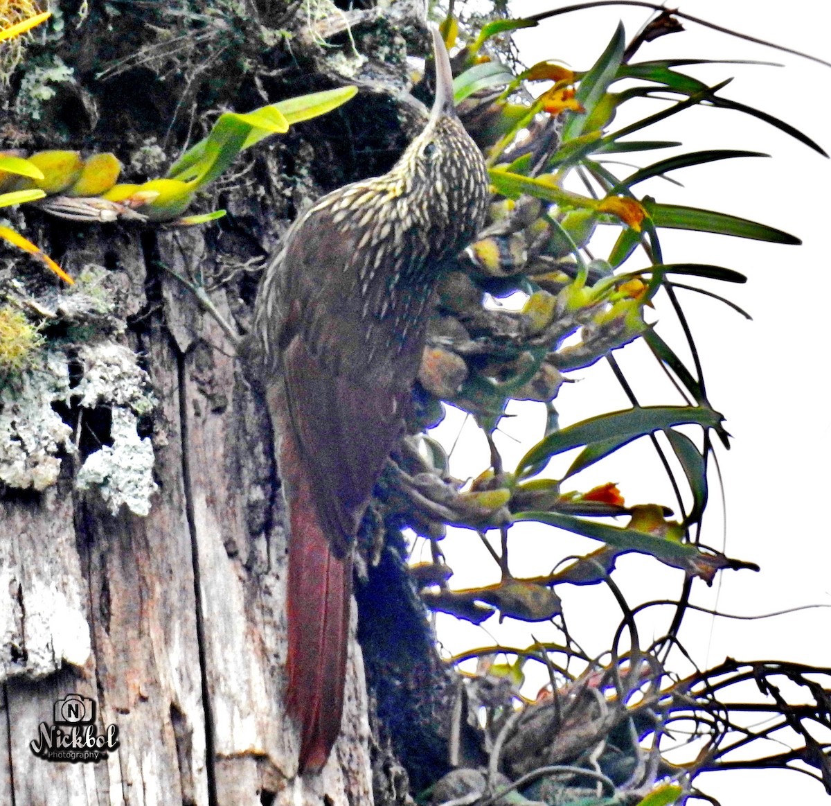 Ivory-billed Woodcreeper - ML305341671