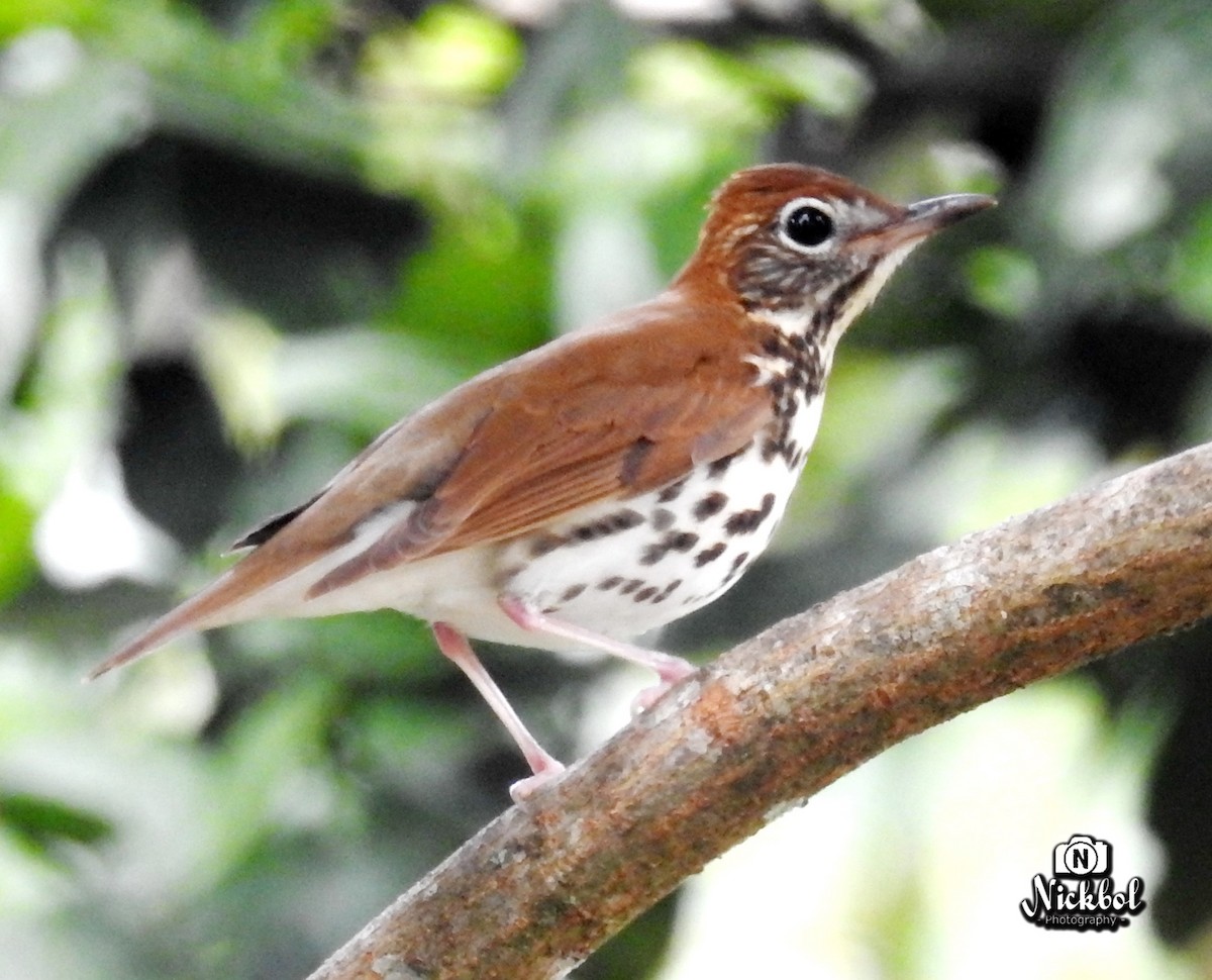 Wood Thrush - Nick Bolanos