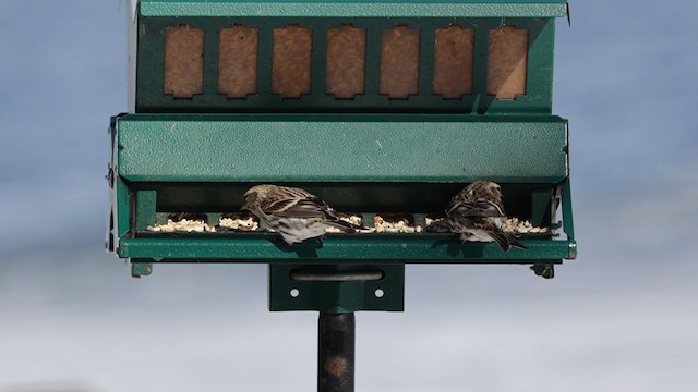 Hoary Redpoll - ML305342251