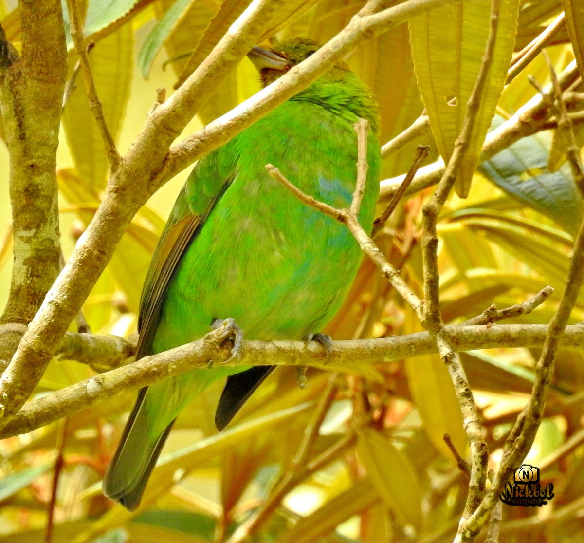 Rufous-winged Tanager - Nick Bolanos