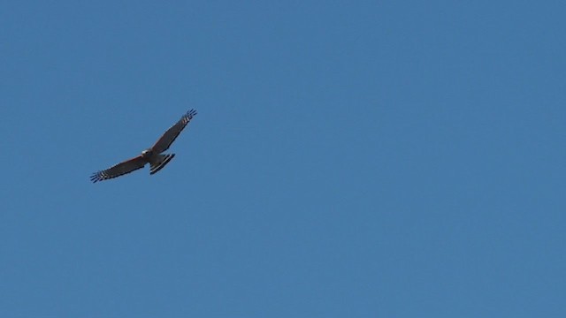 Red-shouldered Hawk - ML305342501