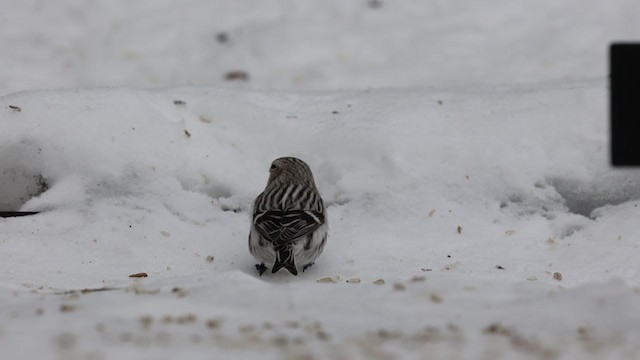 Hoary Redpoll - ML305342791