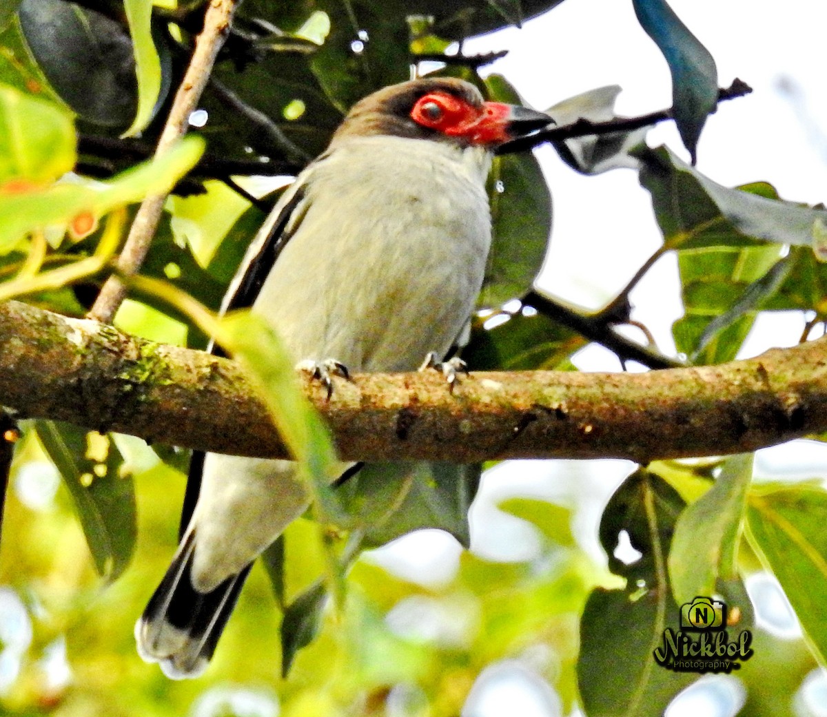 Masked Tityra - ML305343631