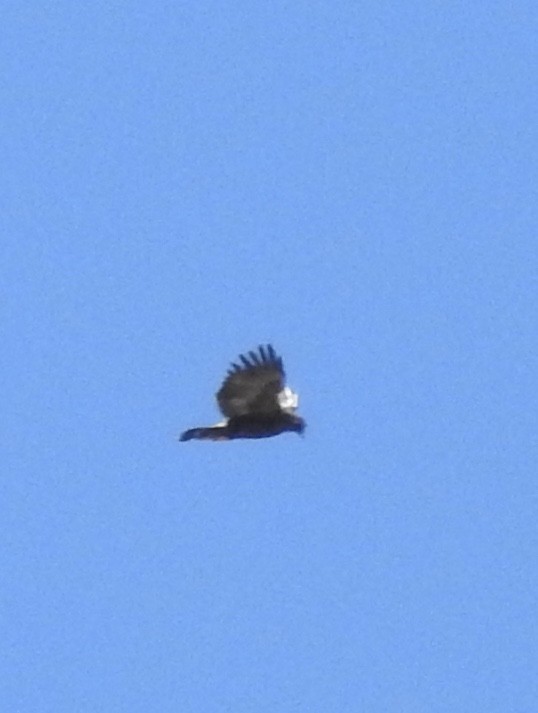 Golden Eagle - ML305343671