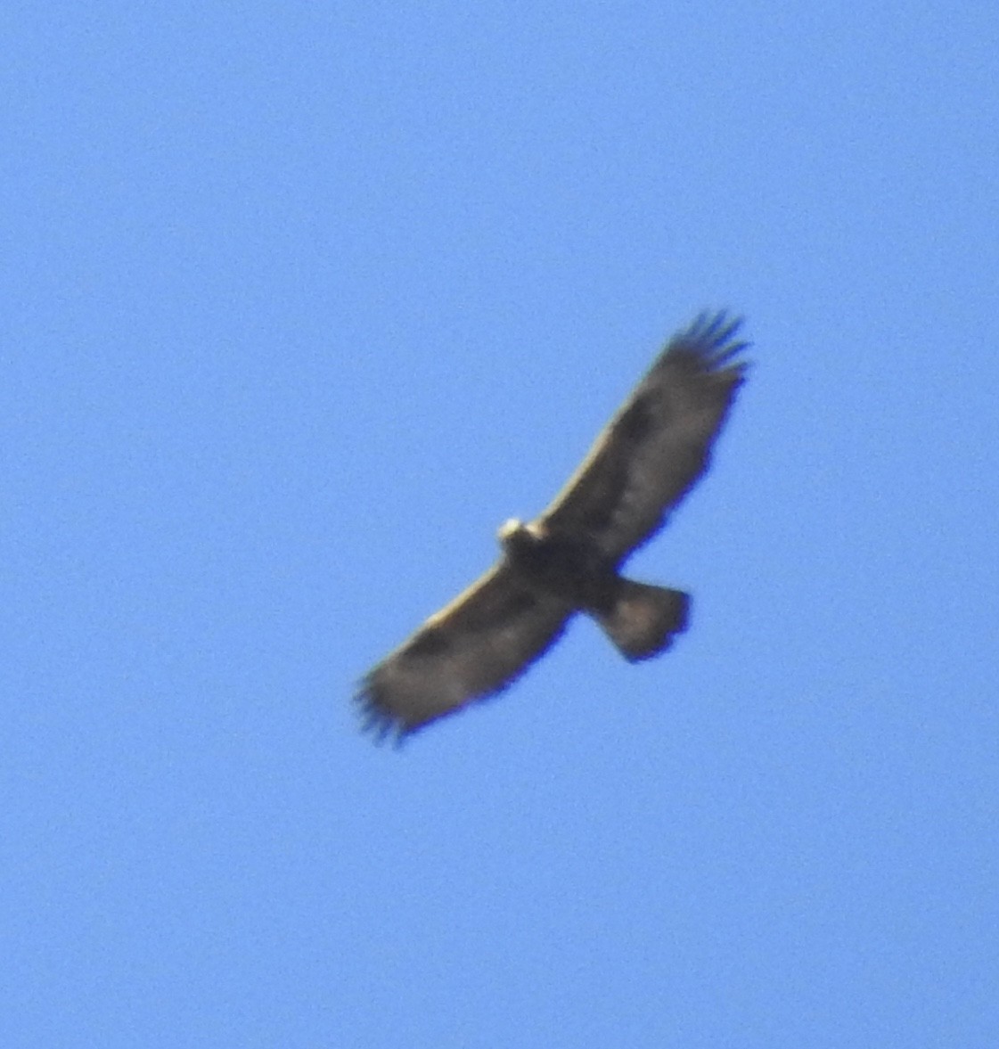 Golden Eagle - ML305343681