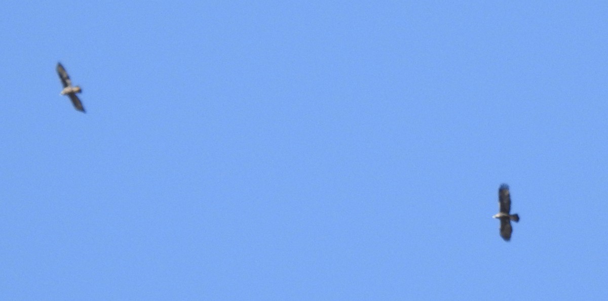 Golden Eagle - ML305343691