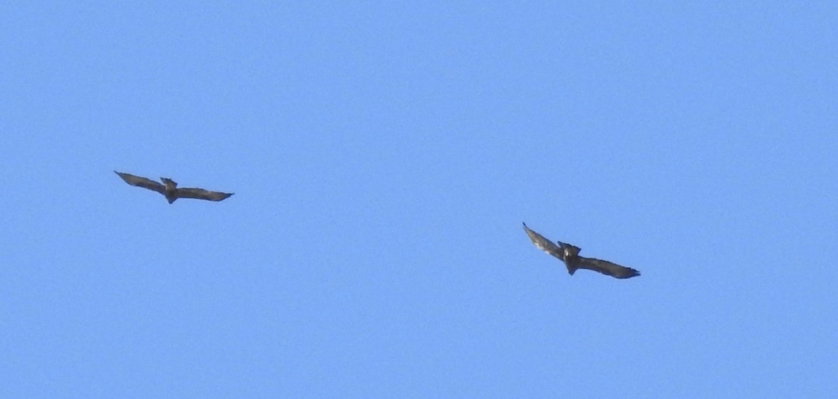 Golden Eagle - ML305343701