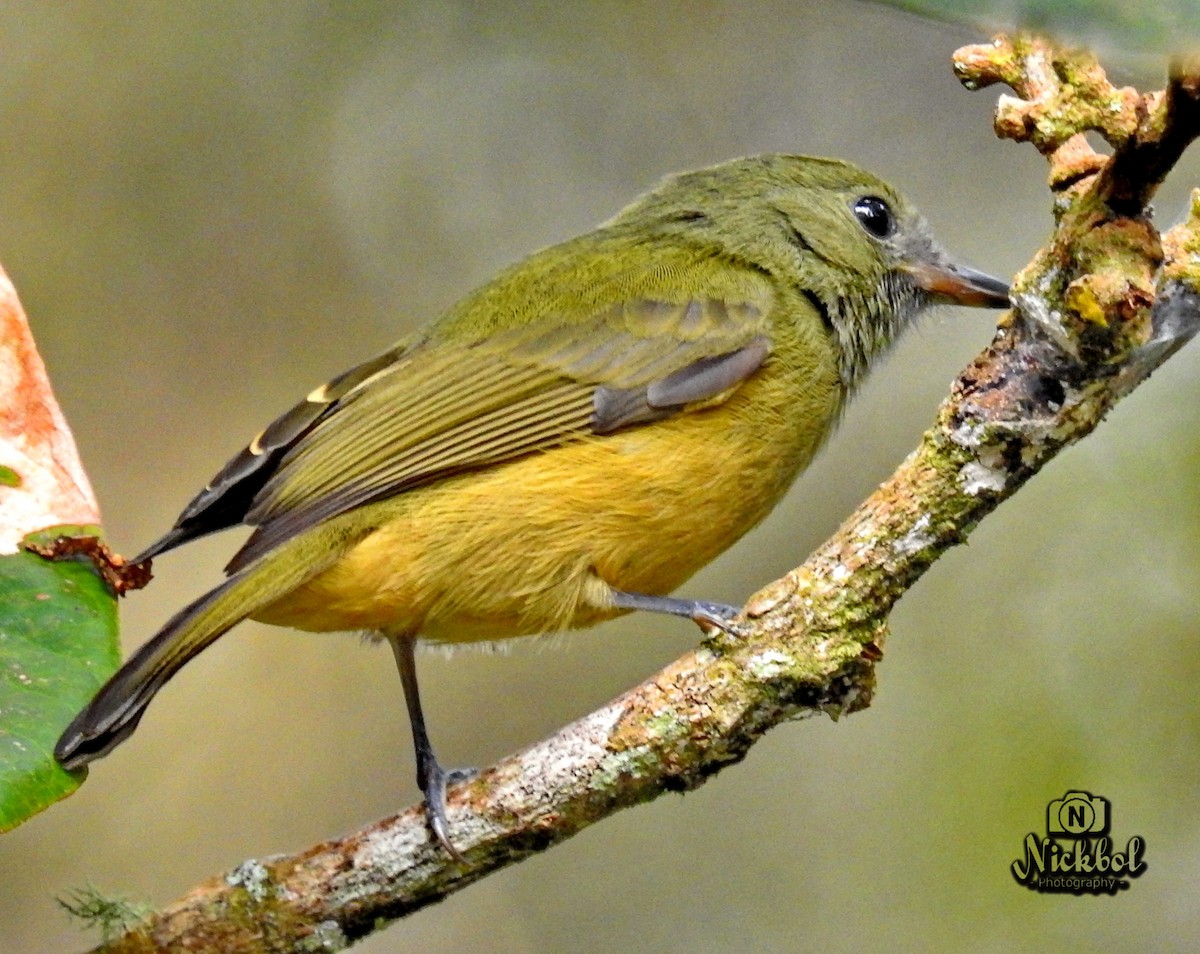 Ochre-bellied Flycatcher - Nick Bolanos