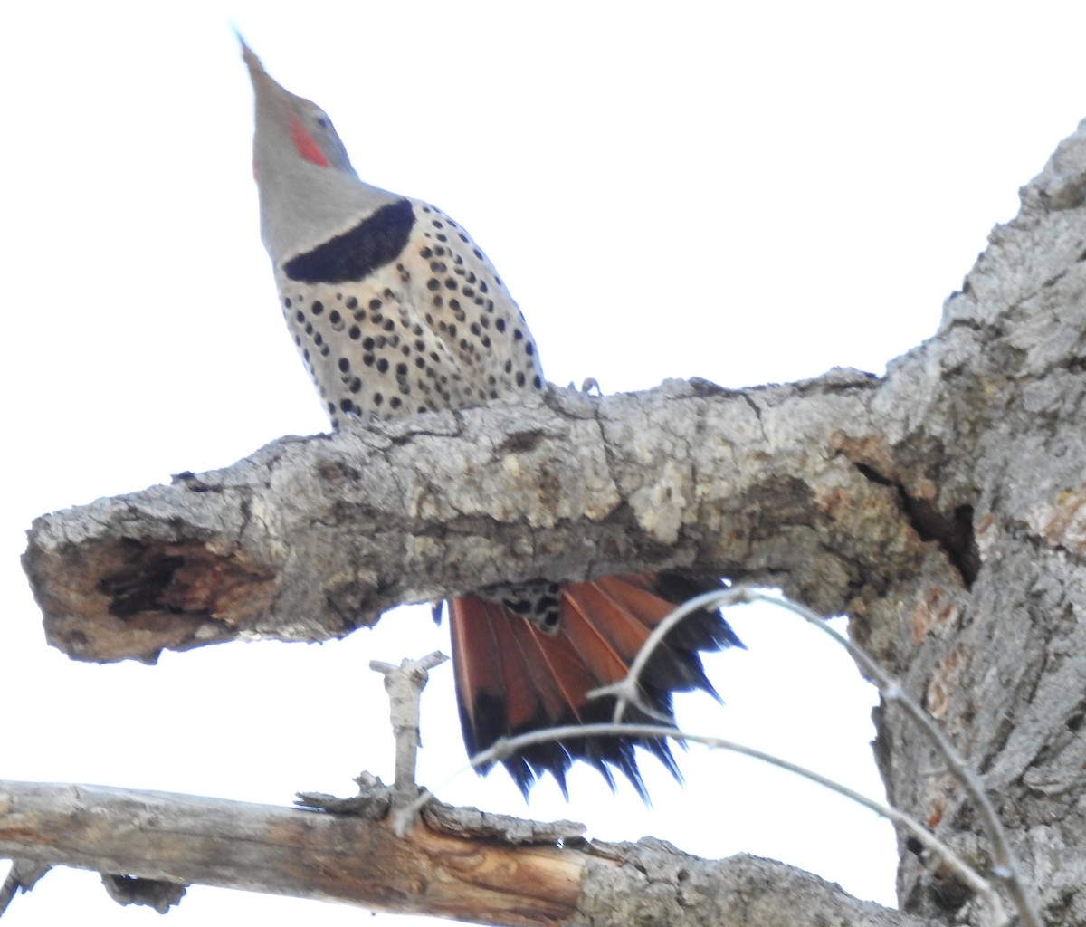 Northern Flicker (Yellow-shafted x Red-shafted) - ML305344871