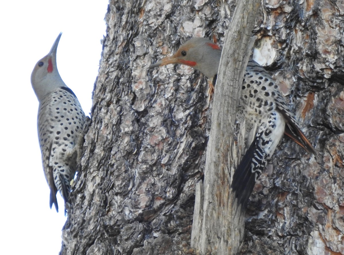 Northern Flicker (Yellow-shafted x Red-shafted) - ML305344941
