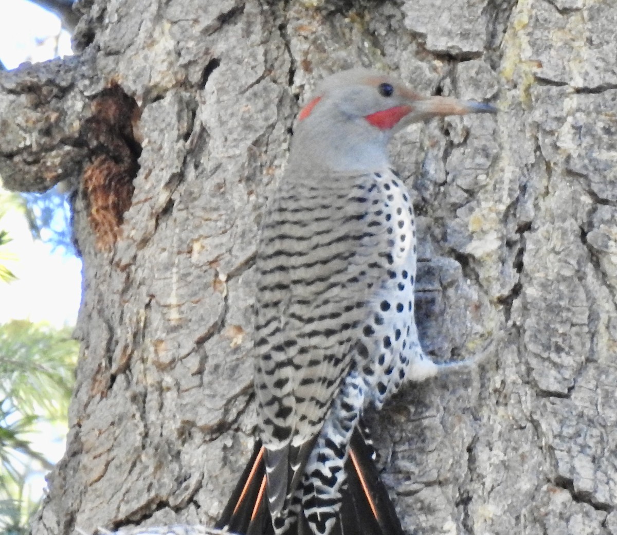 Northern Flicker (Yellow-shafted x Red-shafted) - ML305345011