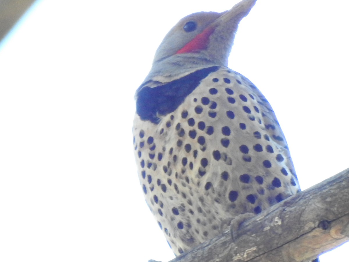 Northern Flicker (Yellow-shafted x Red-shafted) - ML305345111