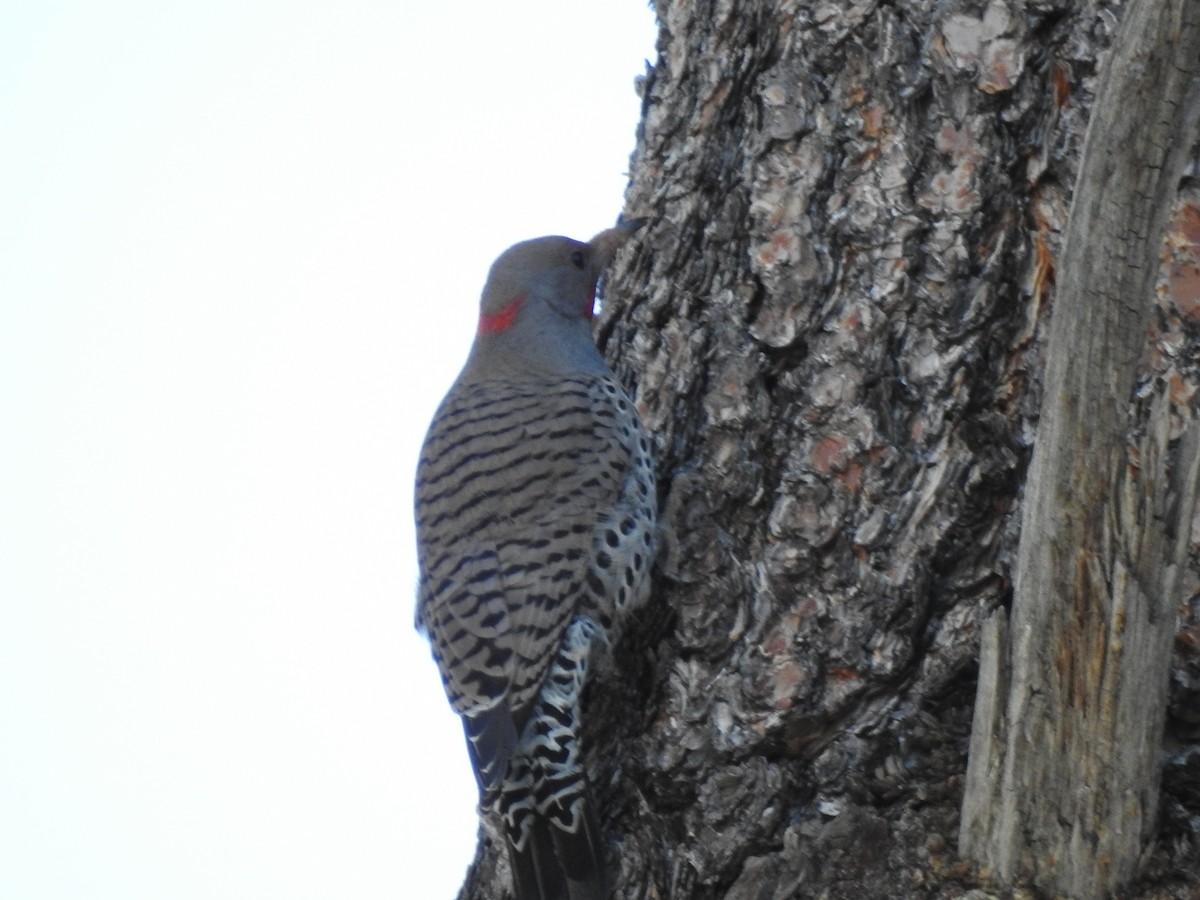 Northern Flicker (Yellow-shafted x Red-shafted) - ML305345131