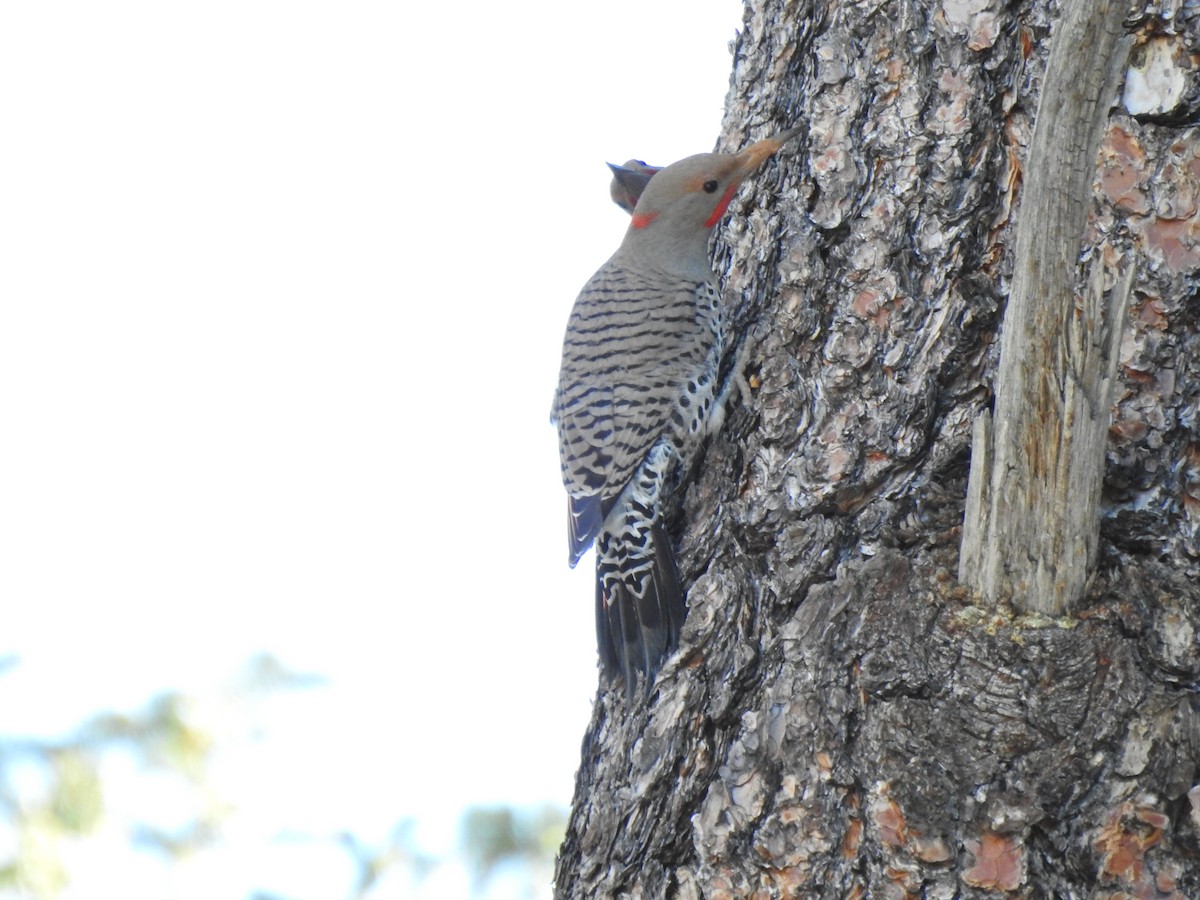 Northern Flicker (Yellow-shafted x Red-shafted) - ML305345151