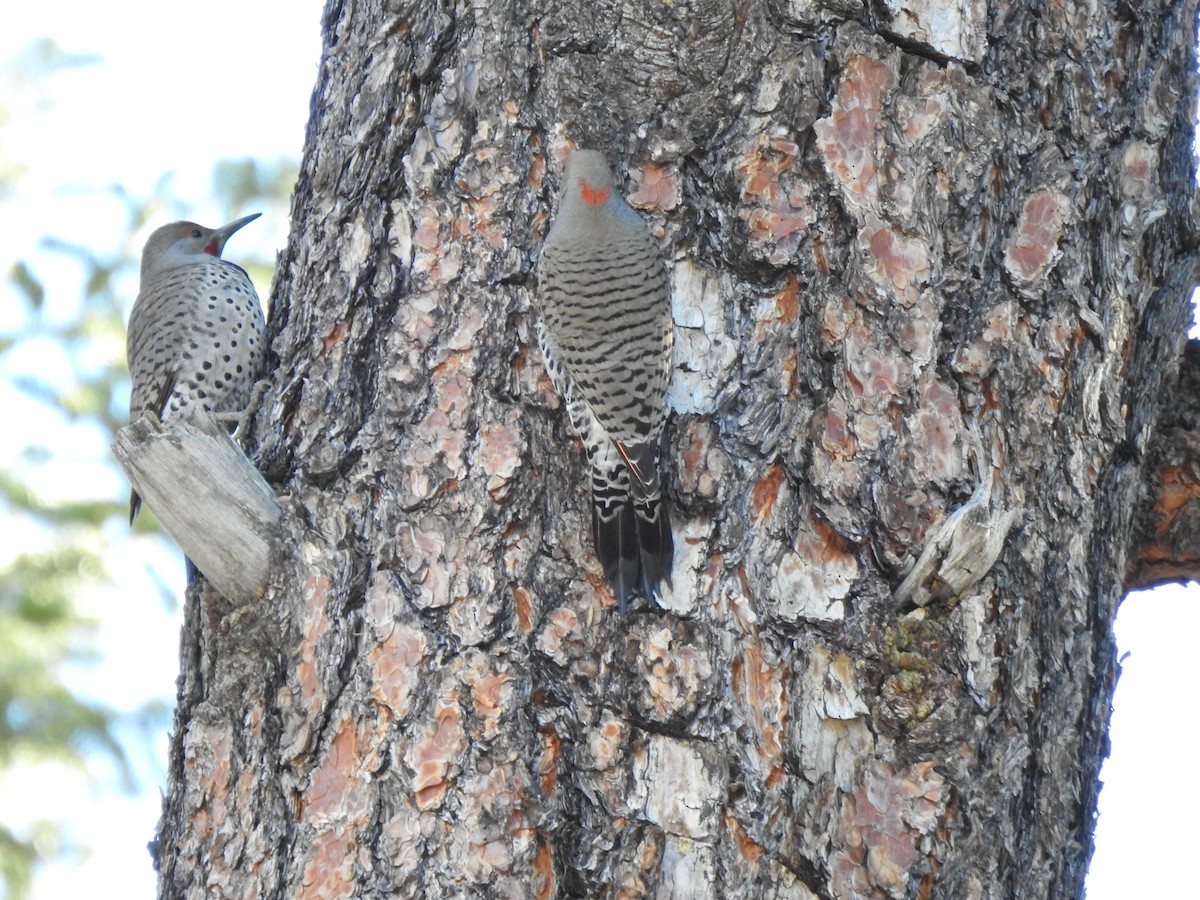 Northern Flicker (Yellow-shafted x Red-shafted) - ML305345221